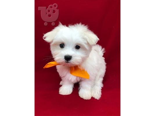 PoulaTo: Maltese Puppies